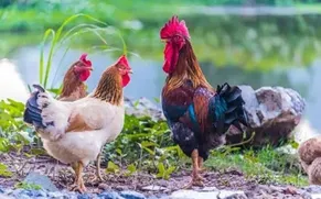 Poultry Supplies
