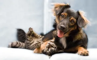 Cat & Dog Supplies