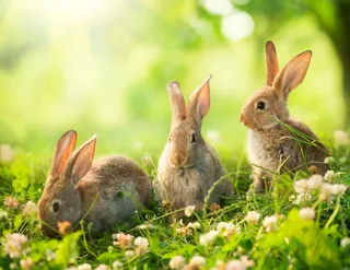 Rabbit Supplies