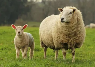 Sheep/Goat Supplies