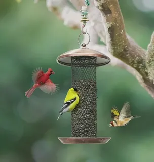 Wild Bird Feed